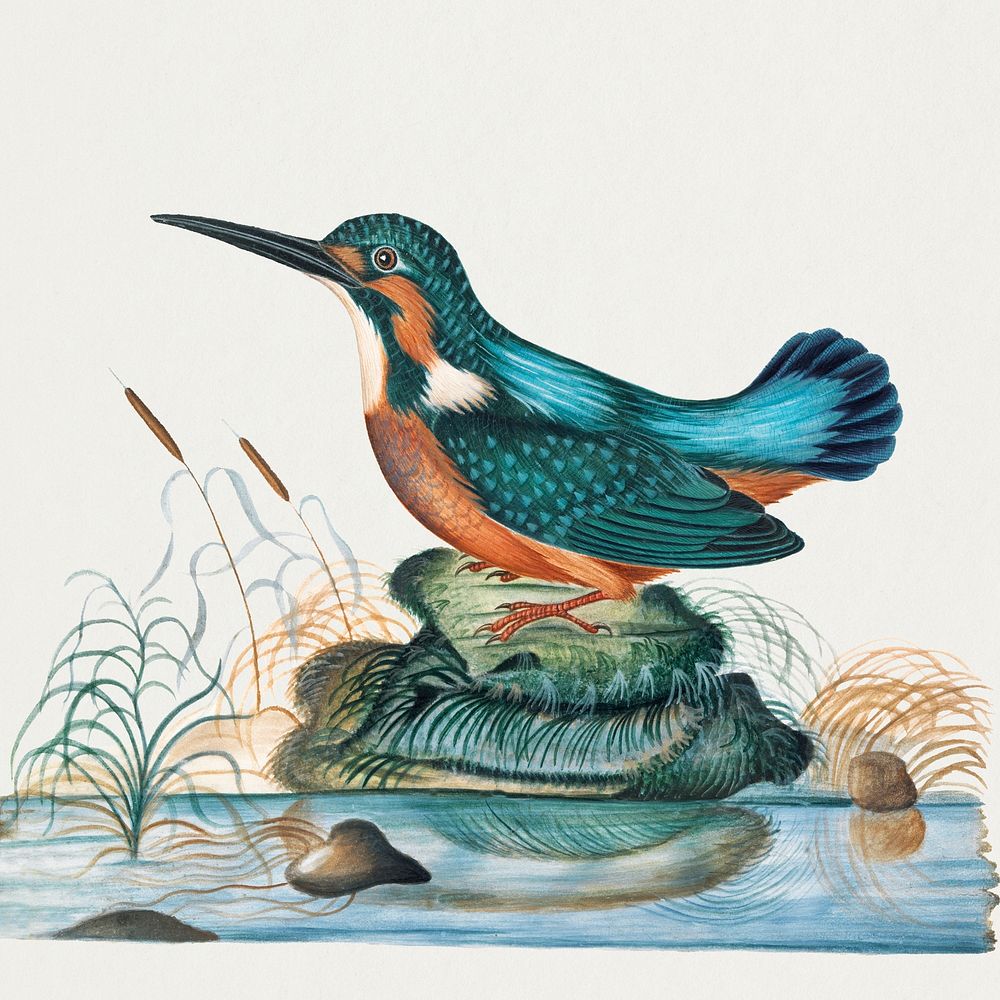 Vintage kingfisher sticker, bird watercolor painting psd, remixed from artworks by James Bolton