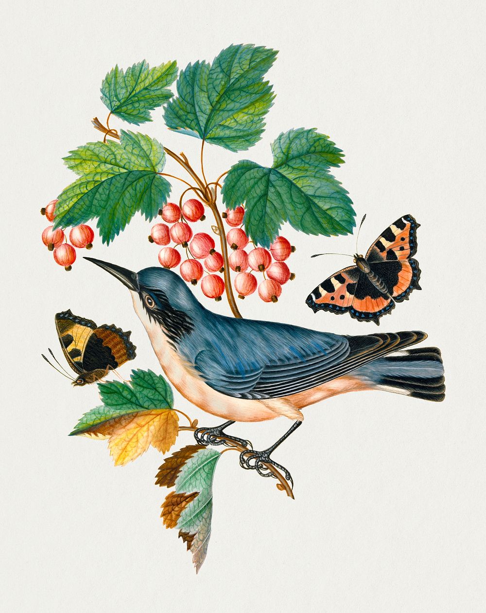 Bird, butterfly, strawberry plant sticker, vintage illustration psd, remixed from artworks by James Bolton