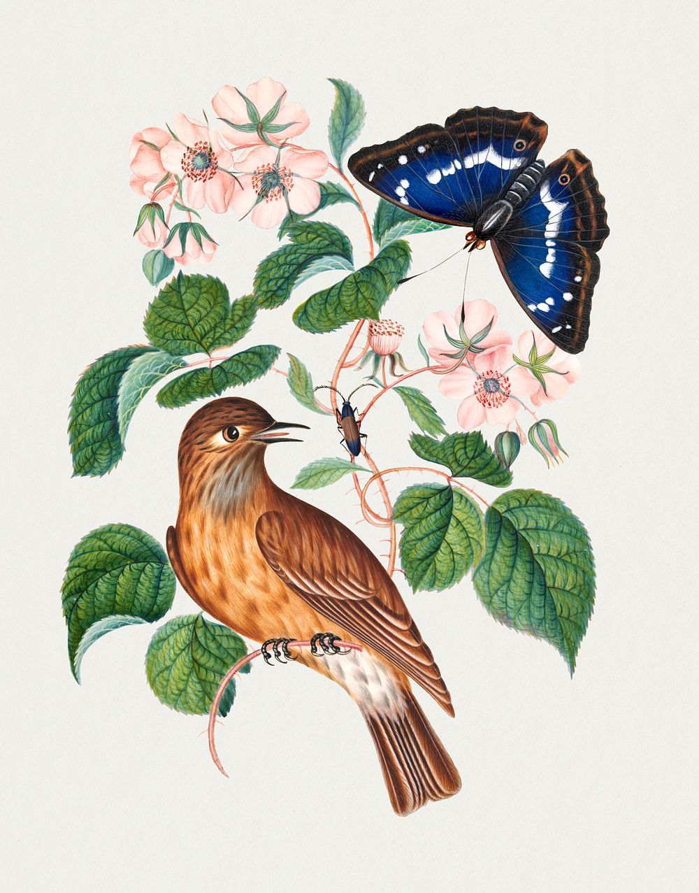 Bird, butterfly, botanical flower sticker psd, remixed from artworks by James Bolton