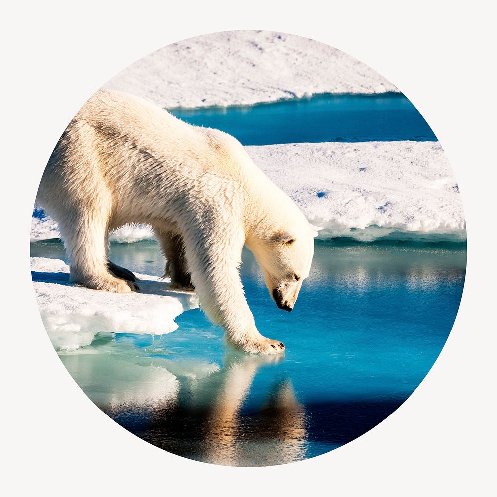 Polar bear walking on ice circle shape badge, climate change photo