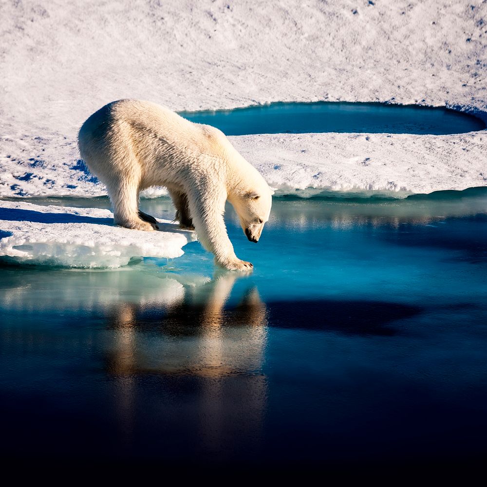 Polar bear on ice, arctic animal, global warming and climate change photo