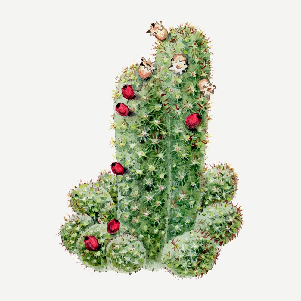Cactus illustration vector design element