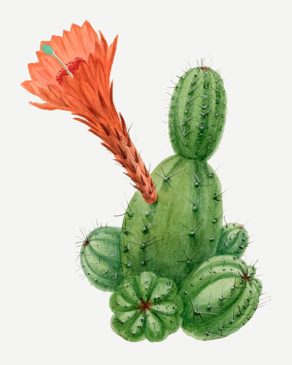 Cactus illustration, aesthetic floral illustration vector