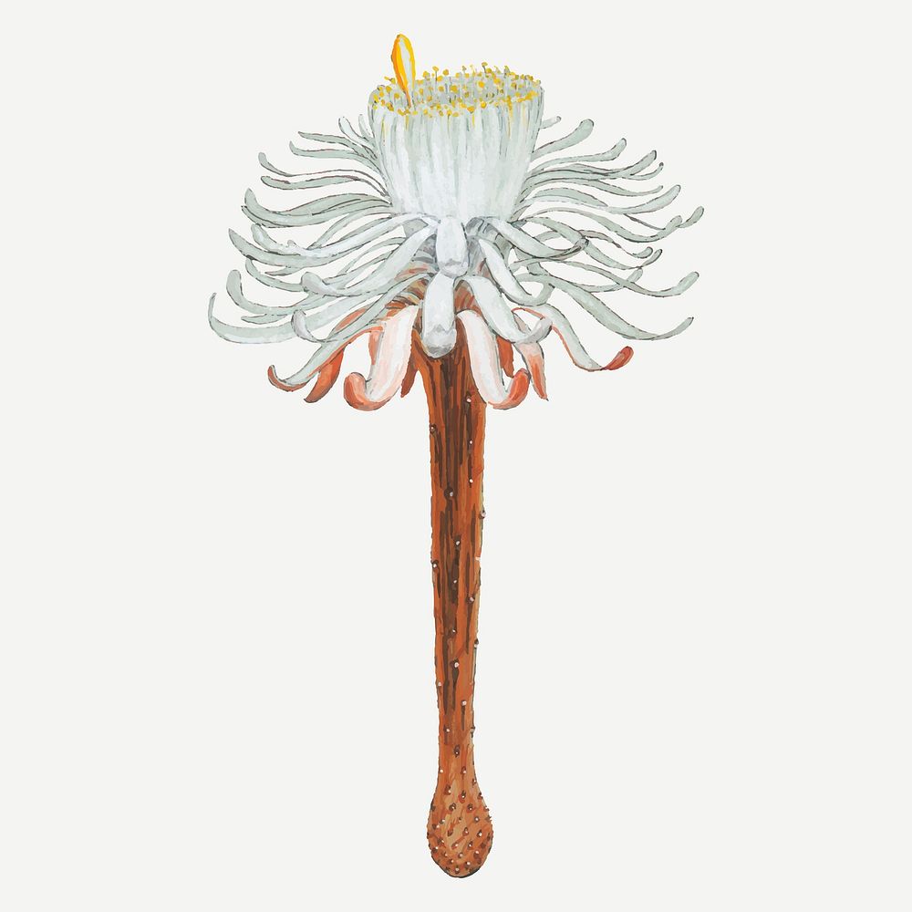 Snake cactus flower illustration, aesthetic floral illustration vector
