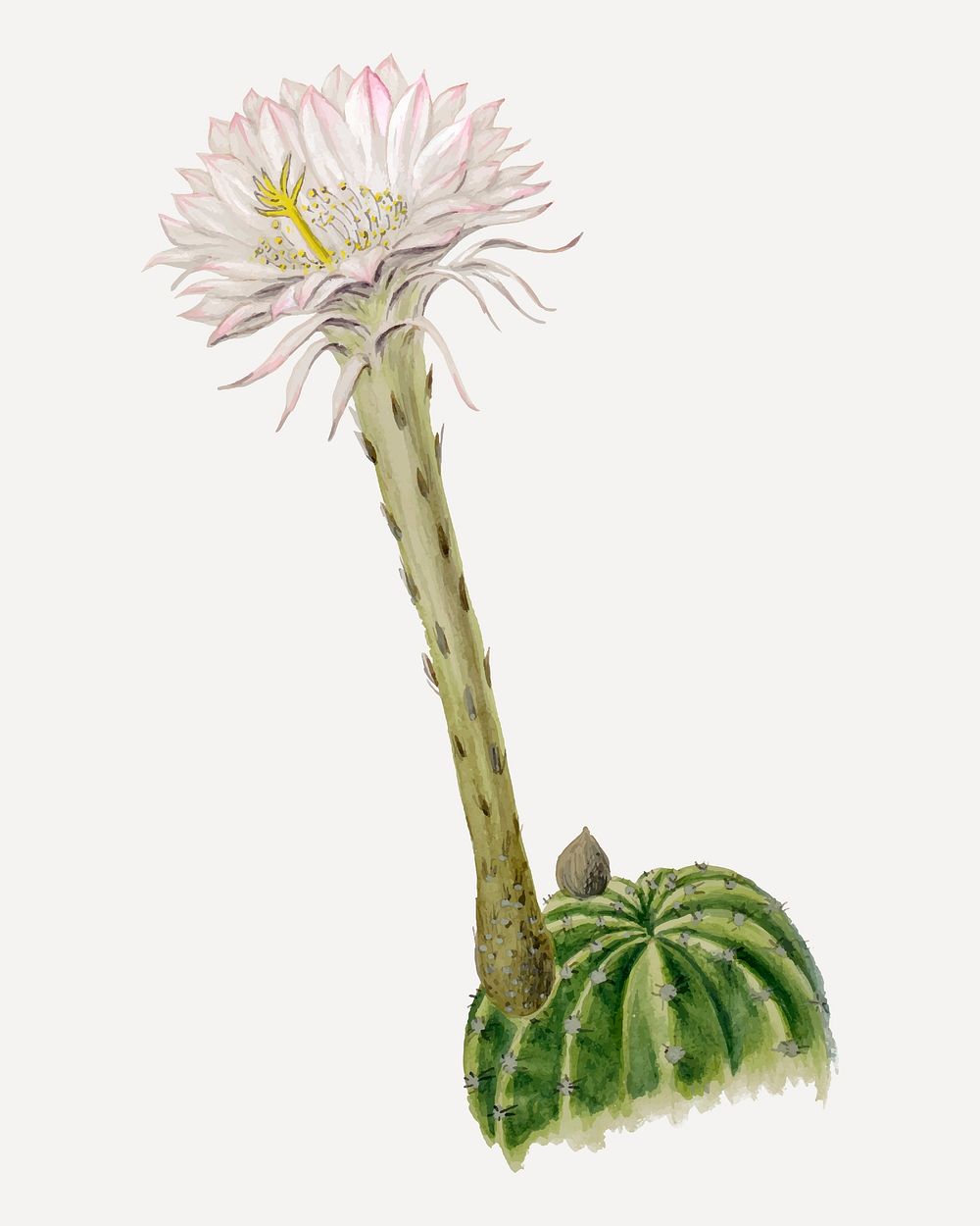 Flower sticker, aesthetic vintage white Hedgehog cactus illustration, classic design element vector