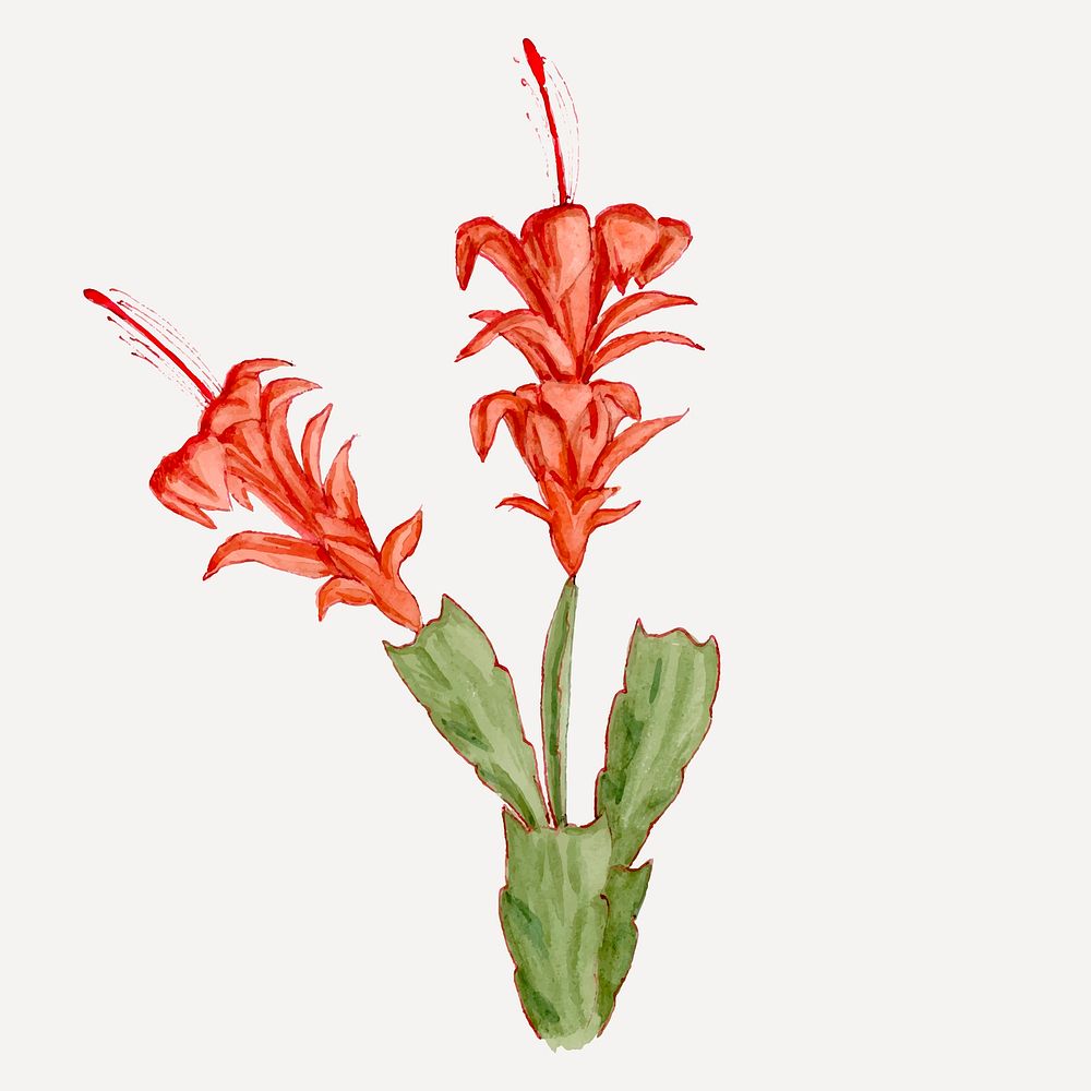 Orchid cactus sticker, aesthetic vintage red flower succulent illustration, classic design element vector