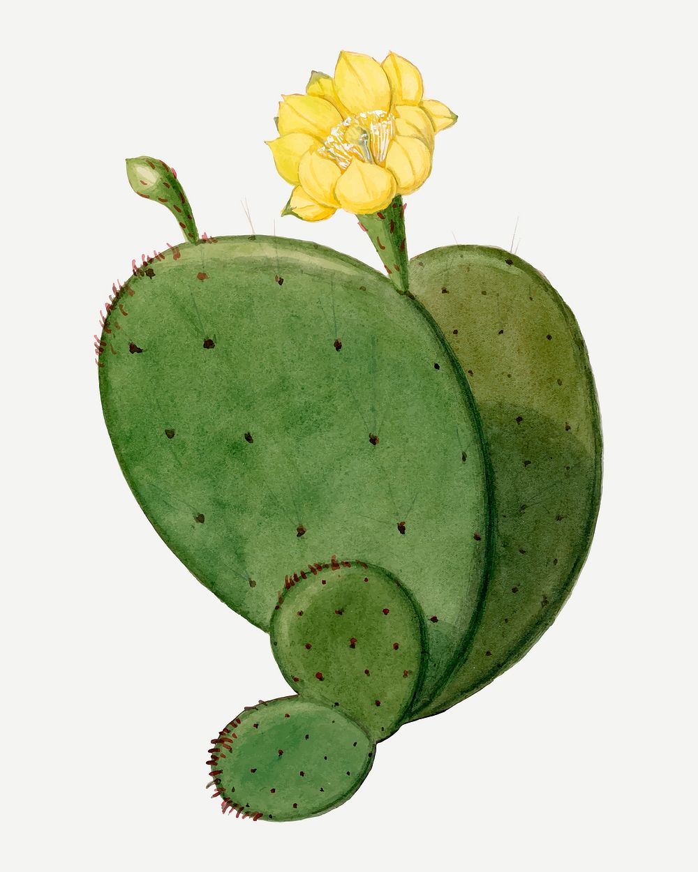 Indian fig opuntia cactus illustration, aesthetic floral illustration vector