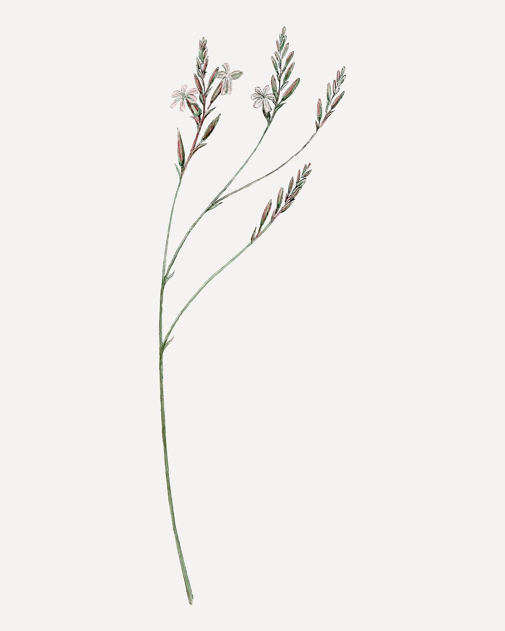 Howarthia illustration, aesthetic floral illustration vector