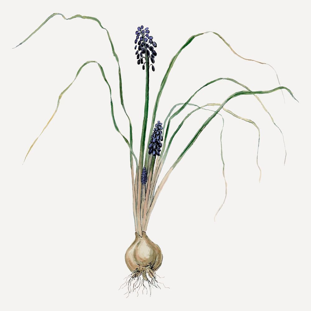 Hyacinth illustration, aesthetic floral illustration vector
