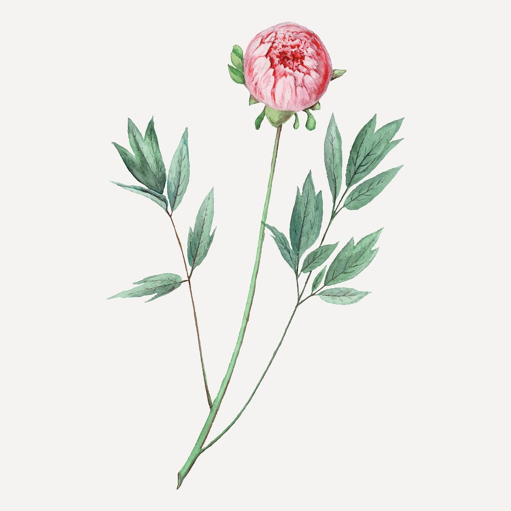 Pink flower drawing, aesthetic vintage Moutan peony illustration, classic design element vector