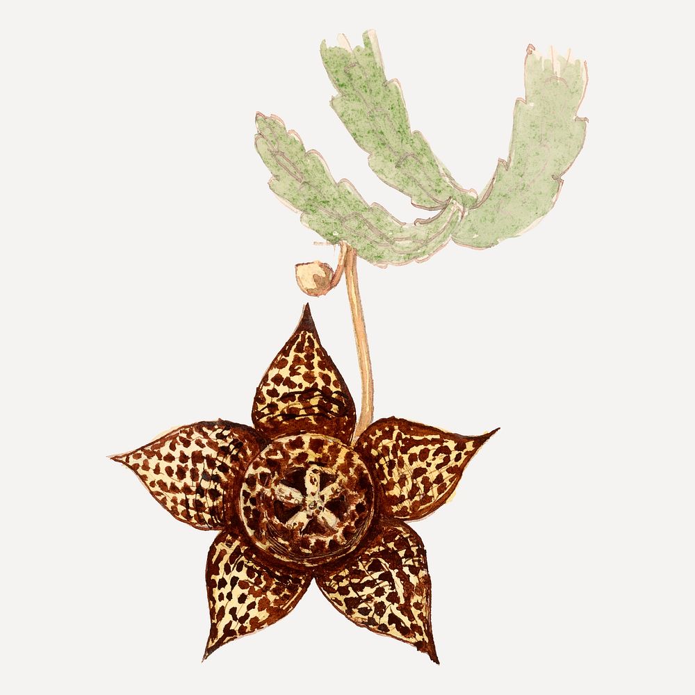 Starfish cactus illustration, aesthetic floral illustration vector