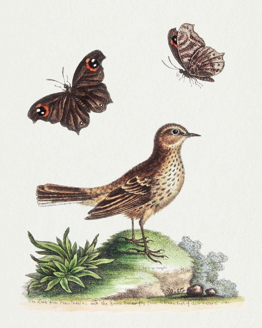 The Lark from Pensilvania, and the Brown Butterfly (1758&ndash;1764) print in high resolution by George Edwards. Original…