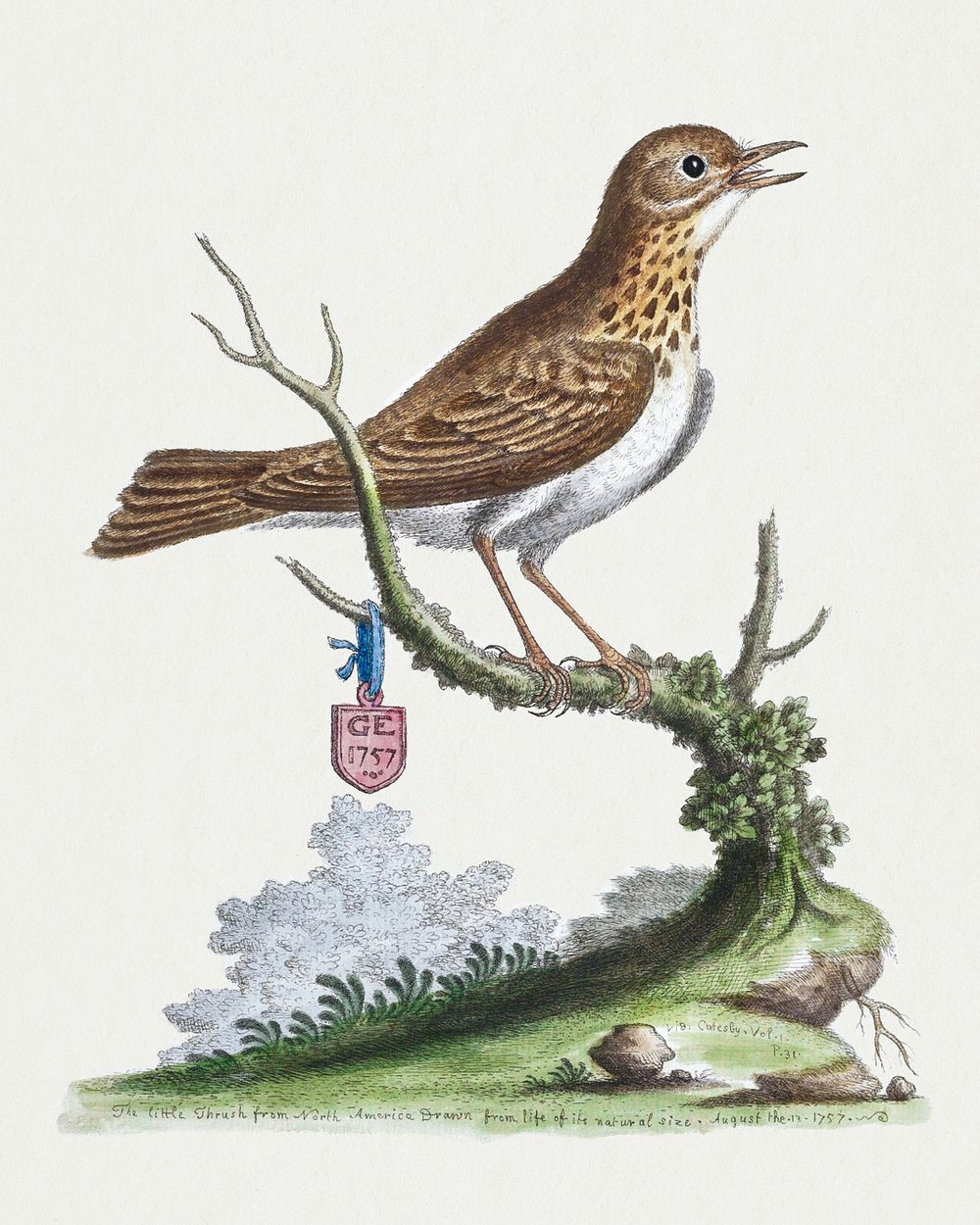The little Thrush from North America (1757) print in high resolution by George Edwards. Original from The Beinecke Rare Book…