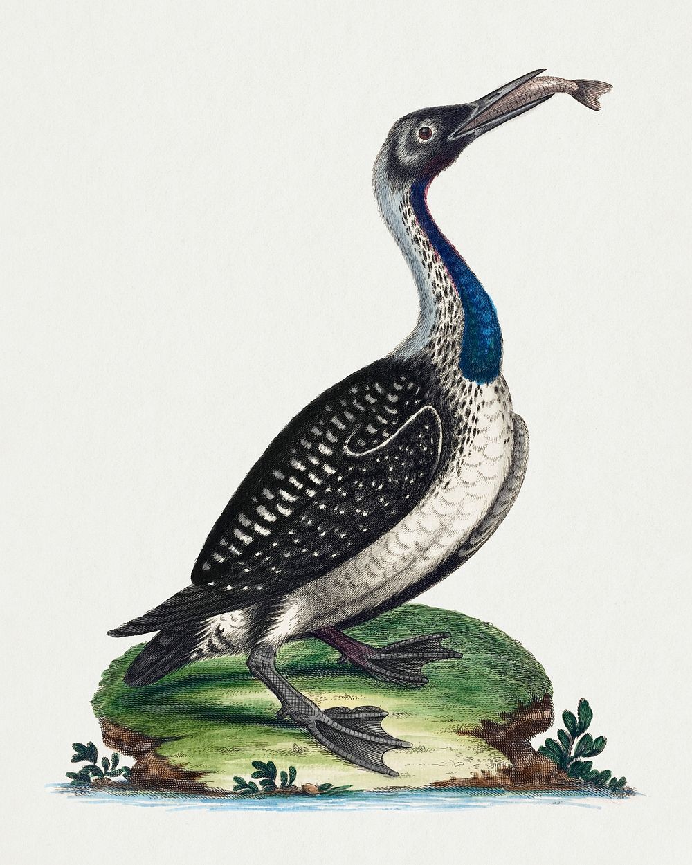Black and White Water-Fowl with Blue Throat (1743-51) print in high resolution by George Edwards. Original from The National…