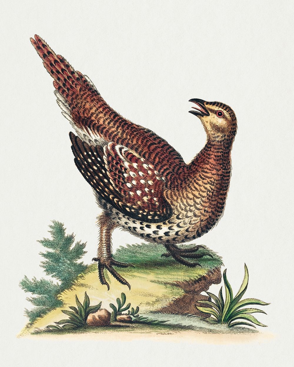 Brown Speckled Bird (1743-1751) print in high resolution by George Edwards. Original from The National Gallery of Art.…