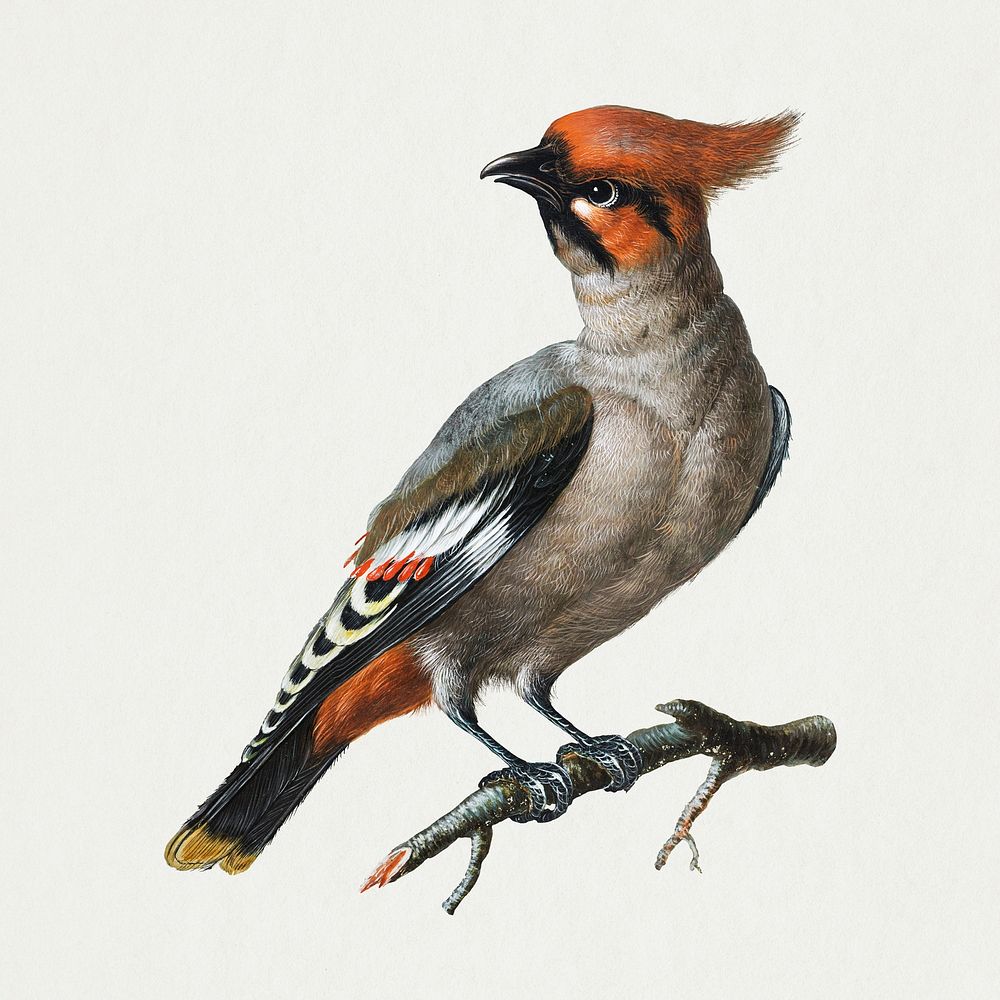 Vintage bird, hand drawn animal illustration