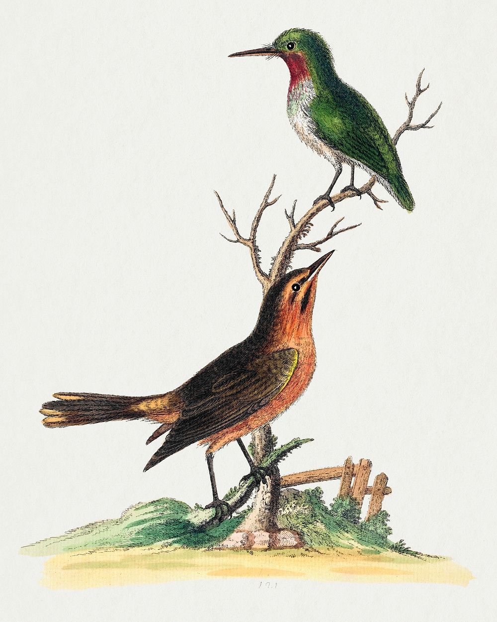 Green Bird with Red Throat and Brown and Orange Bird (1743-1751) print in high resolution by George Edwards. Original from…