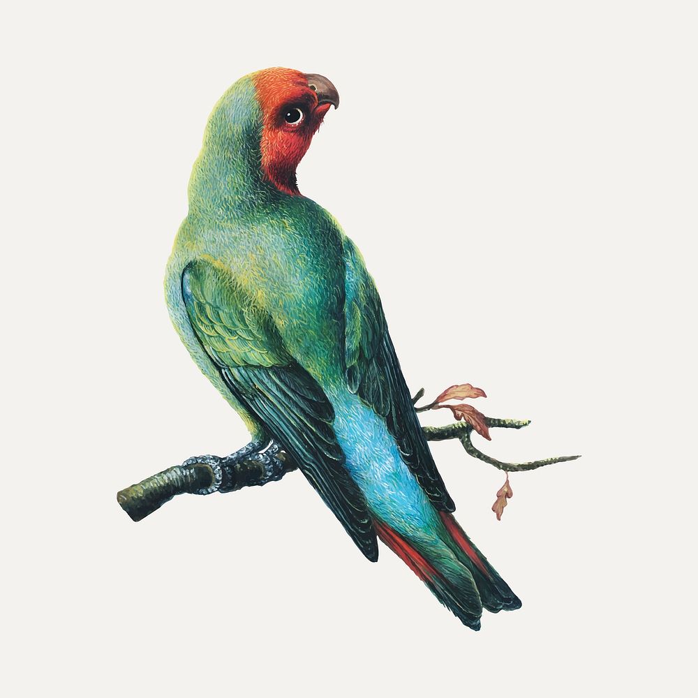 Vintage parrot sticker, bird illustration vector, remixed from the artworks by George Edwards