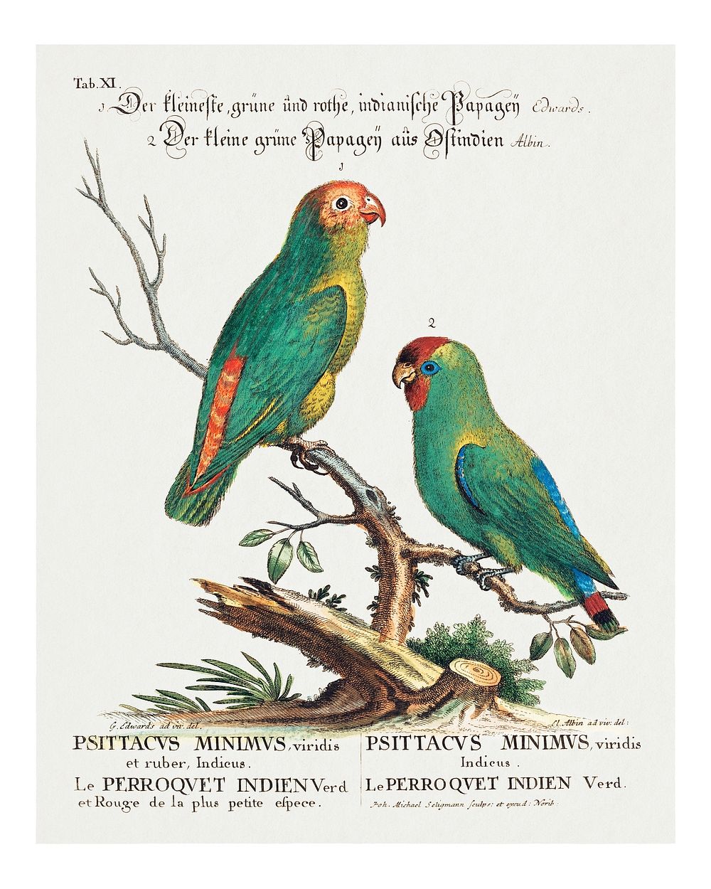 George Edwards Parrot art print, vintage bird illustration