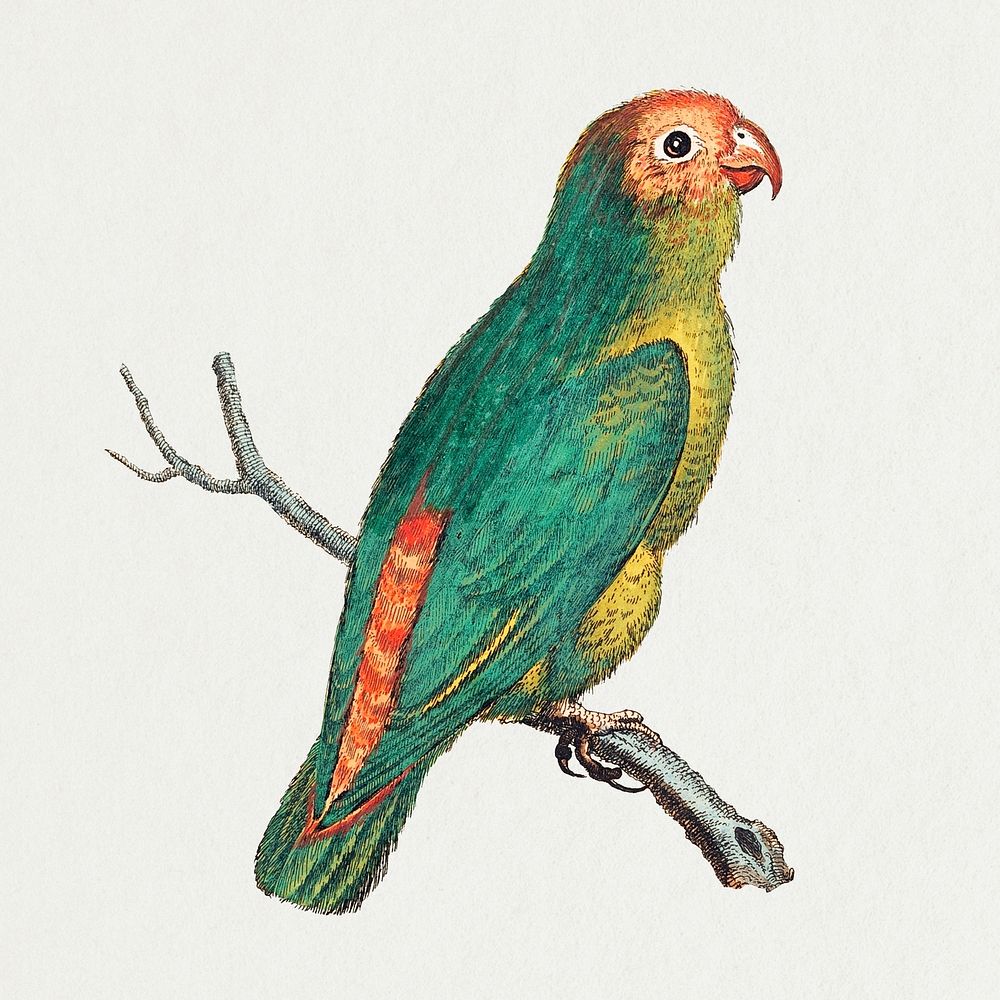Vintage parrot, hand drawn animal illustration