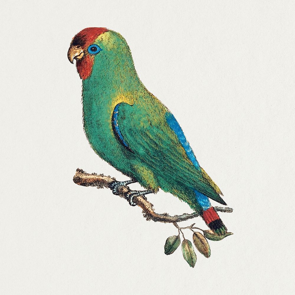 Vintage parrot sticker, bird illustration psd, remixed from the artworks by George Edwards