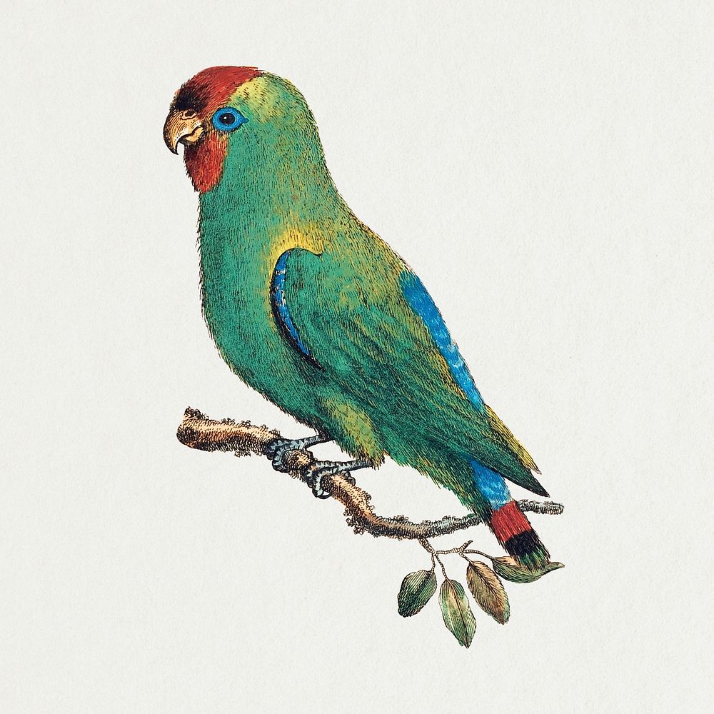 Vintage parrot, hand drawn animal illustration
