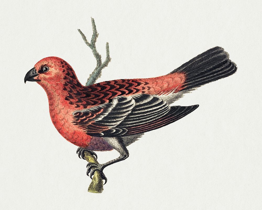 Vintage bird, hand drawn animal illustration