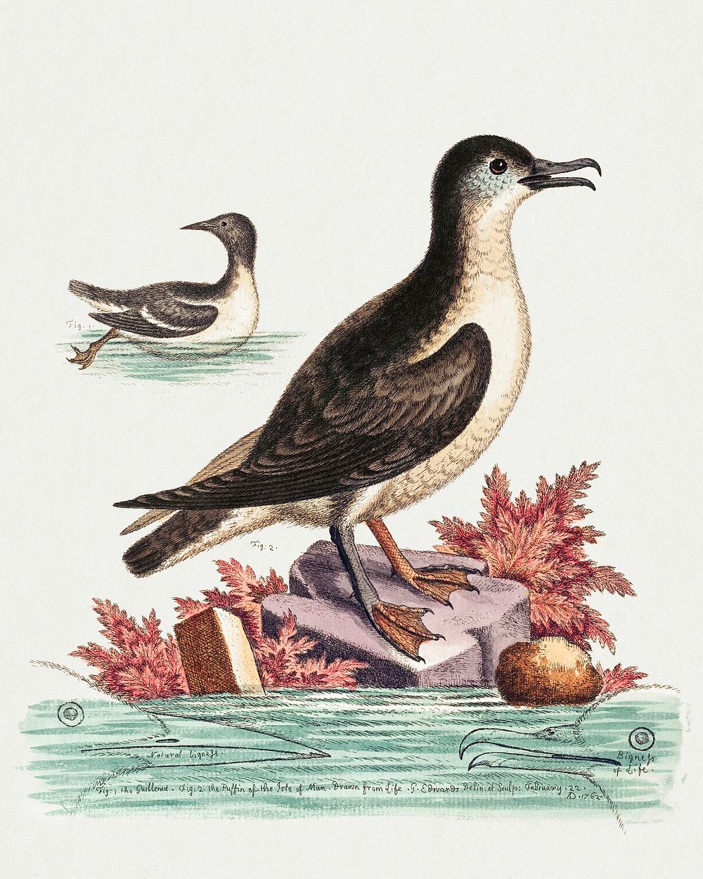 The Guillemot and the Puffin of the Isle of Man (1762) print in high resolution by George Edwards. Original from The…