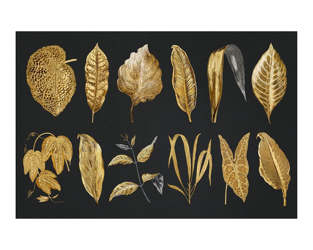 Gold leaves art print, vintage nature on black background