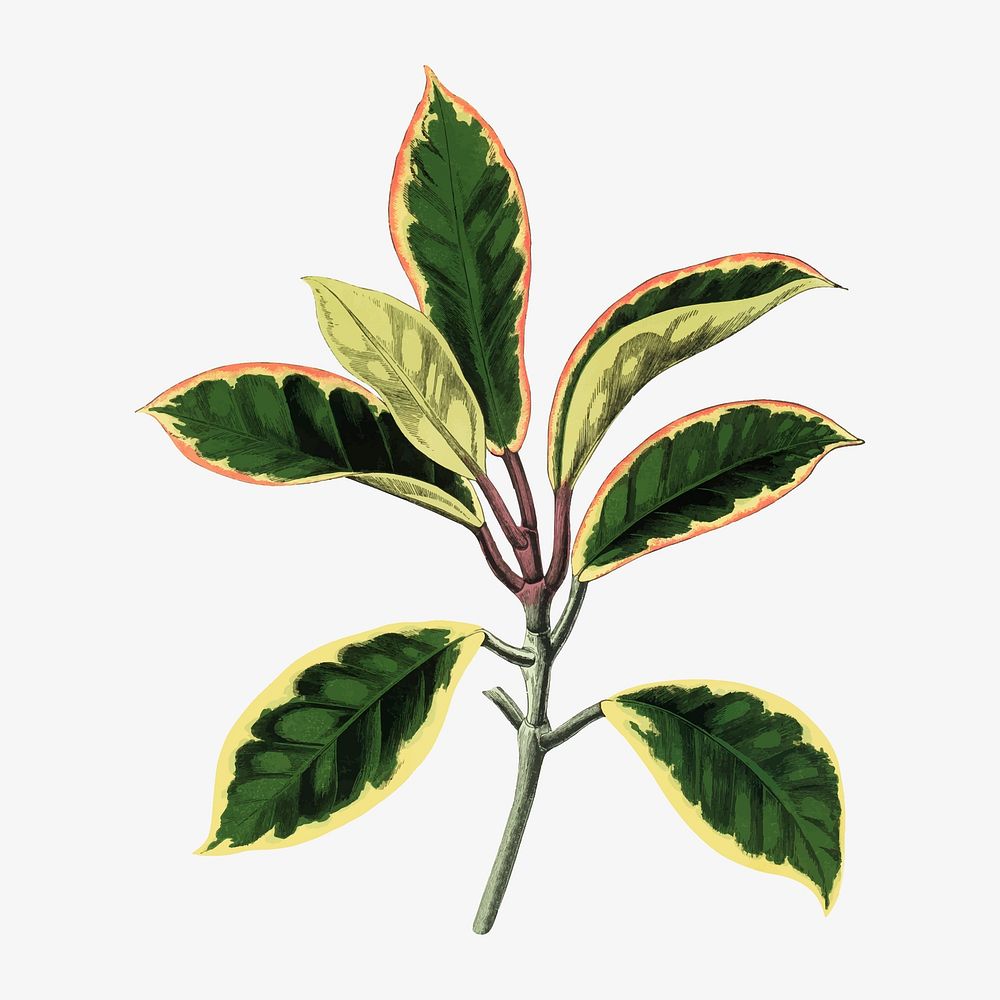 Hoya leaf vintage illustration, green nature graphic vector