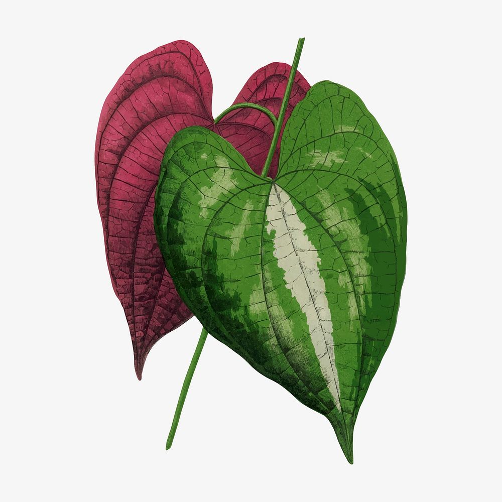 Dioscorea leaf vintage illustration, green nature graphic vector