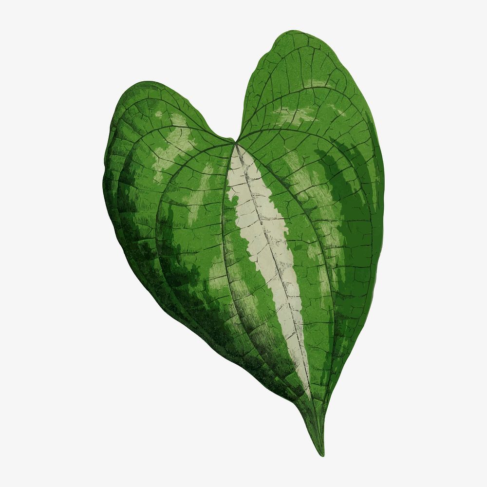 Dioscorea leaf vintage illustration, green nature graphic vector