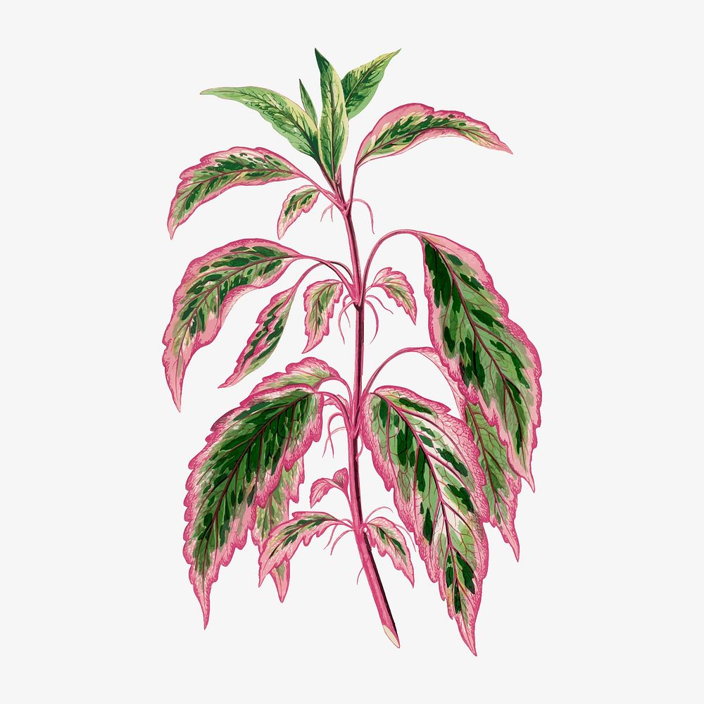 Hibiscus leaf vintage illustration, green nature graphic vector