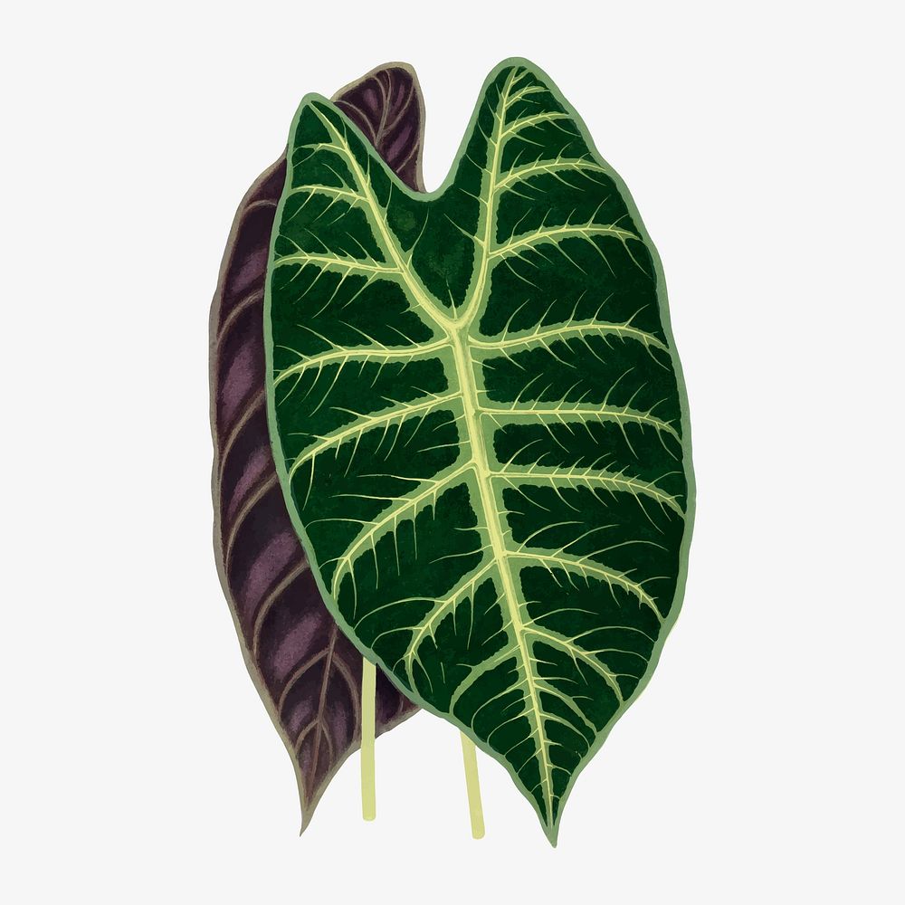 Alocasia leaf vintage illustration, green | Premium Vector Illustration