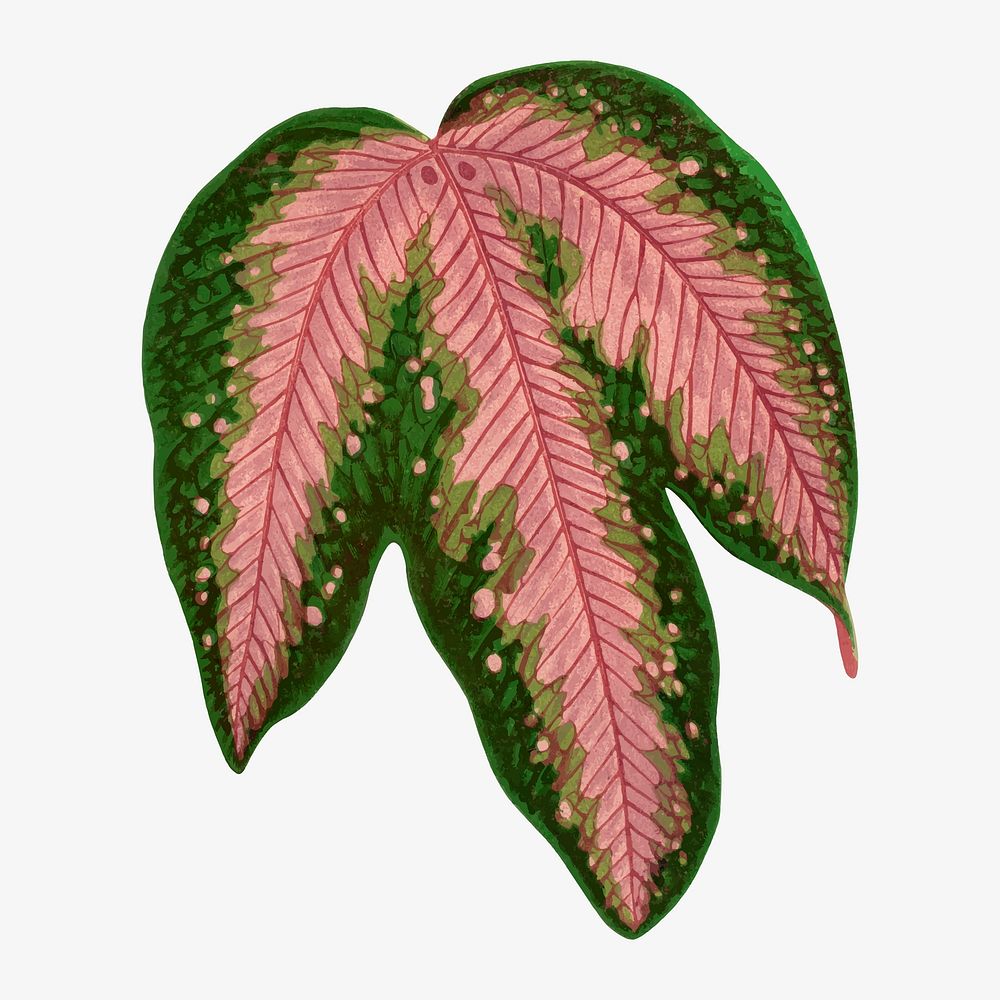Pink leaf collage element, botanical illustration vector