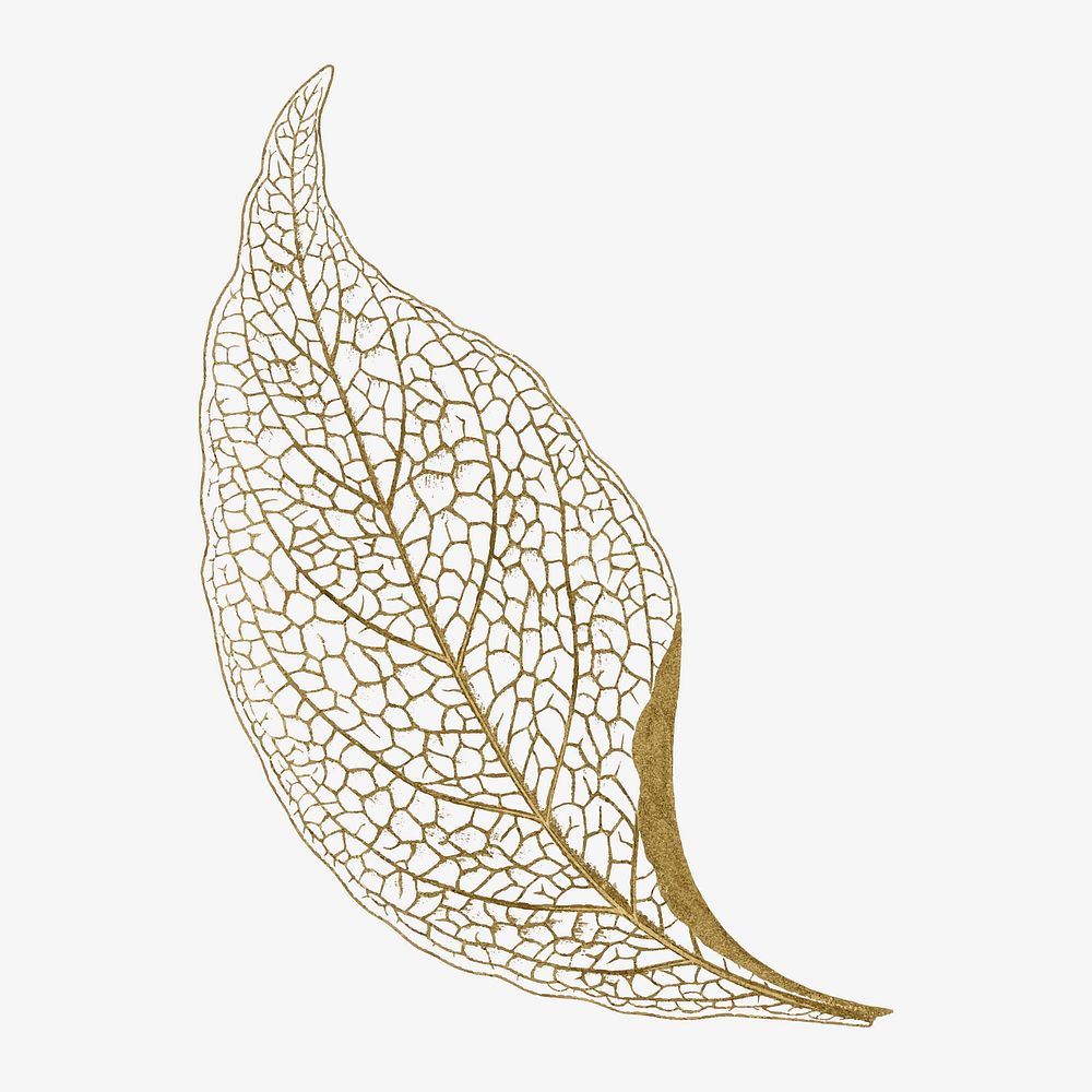 Gold leaf illustration, aesthetic nature graphic vector