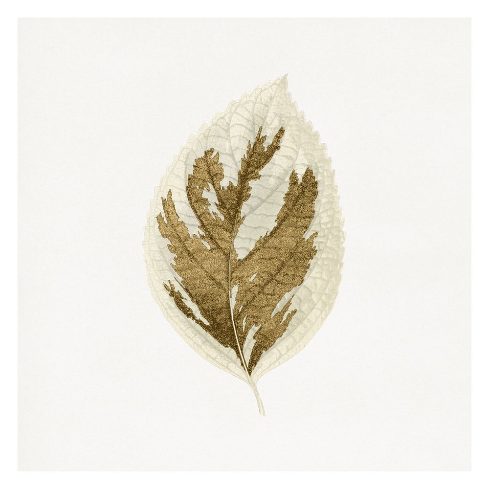 Gold leaf art print, vintage nature on white background