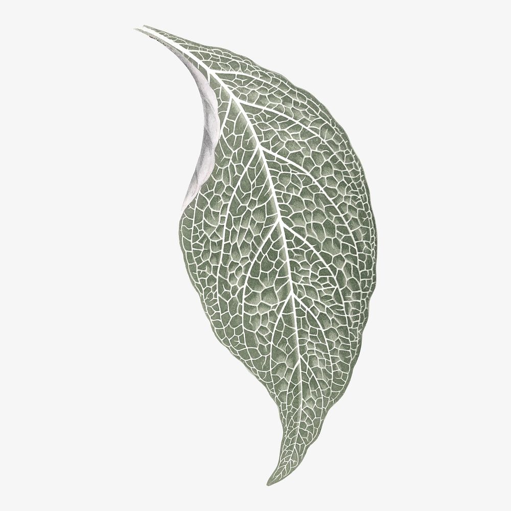 Silver leaf illustration, aesthetic nature graphic vector