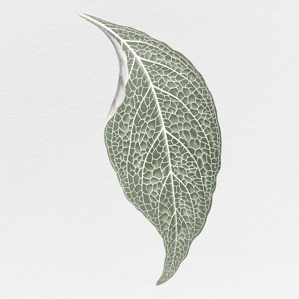 Silver leaf illustration, aesthetic nature graphic psd