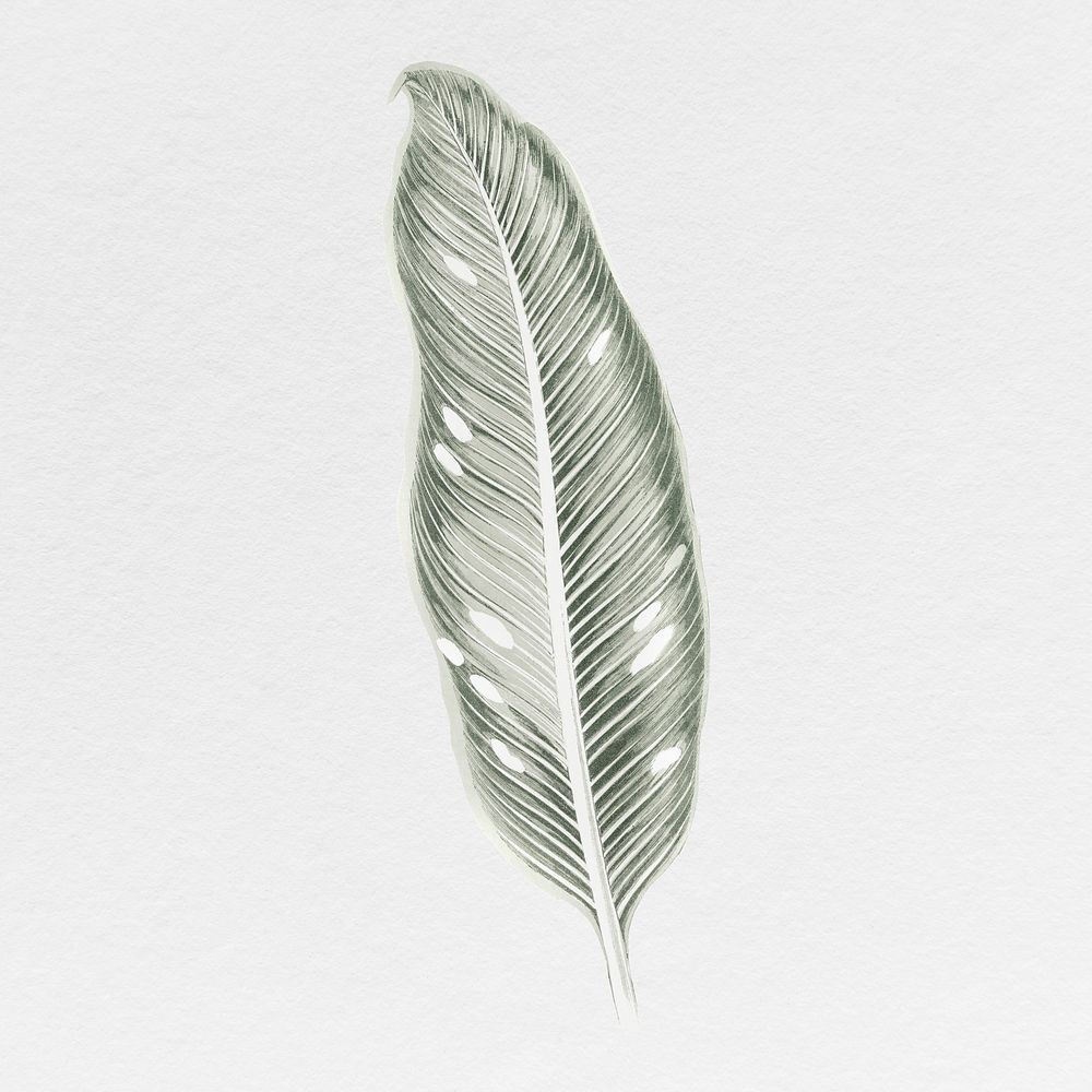 Silver leaf illustration, aesthetic nature graphic psd