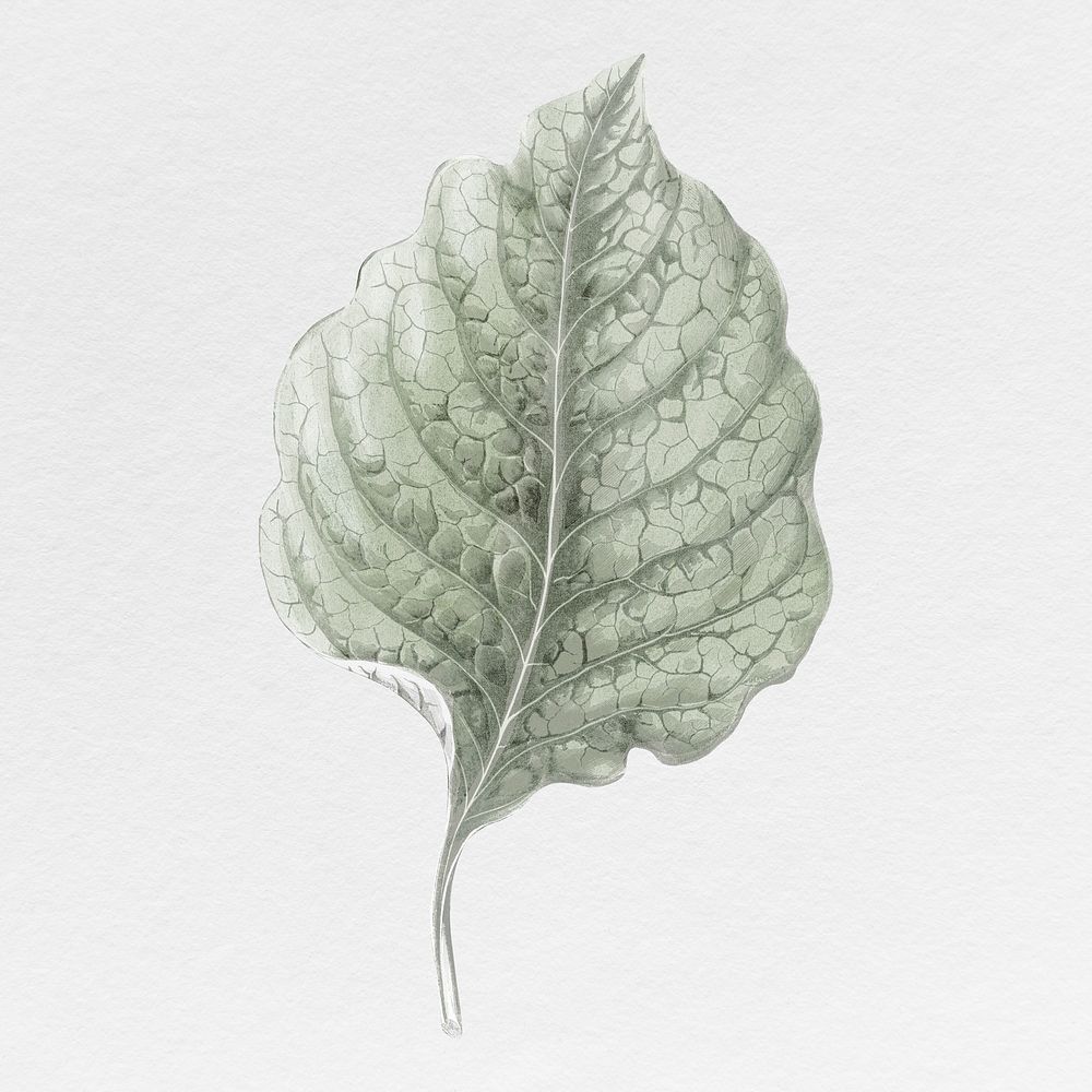 Silver leaf illustration, aesthetic nature graphic