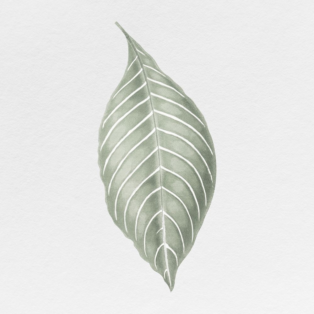 Silver leaf illustration, aesthetic nature graphic psd