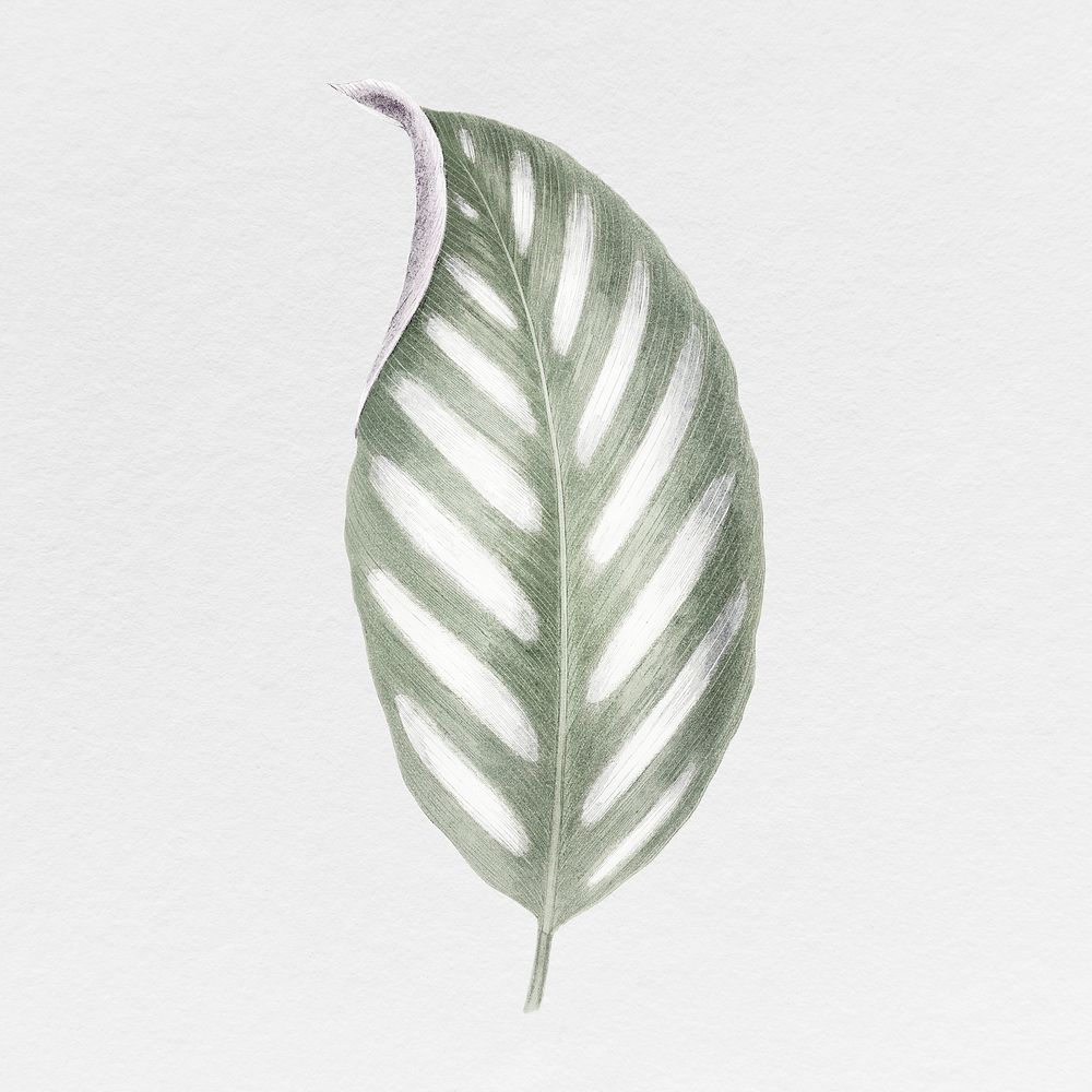 Silver leaf illustration, aesthetic nature graphic psd