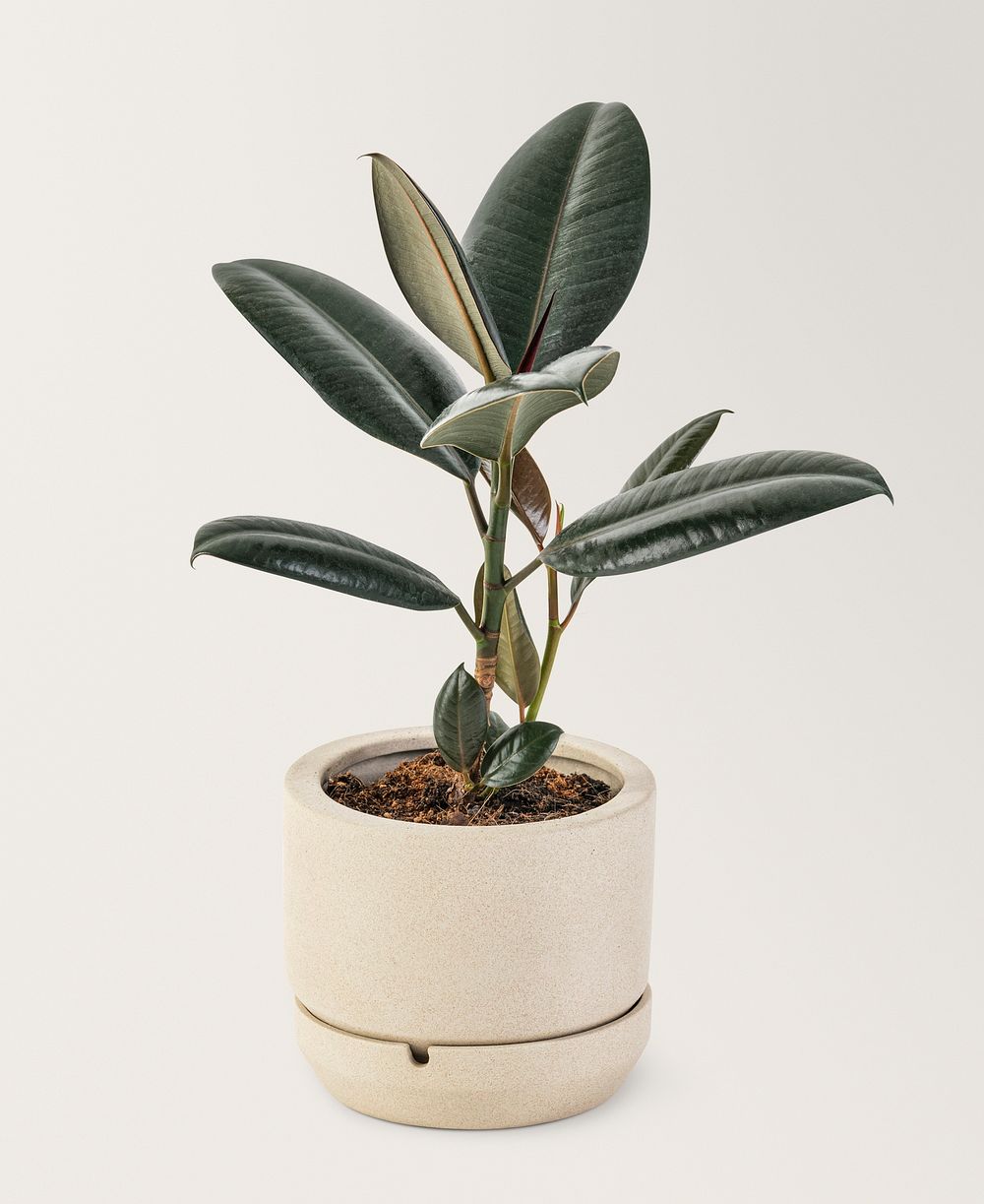Rubber plant in a ceramic pot