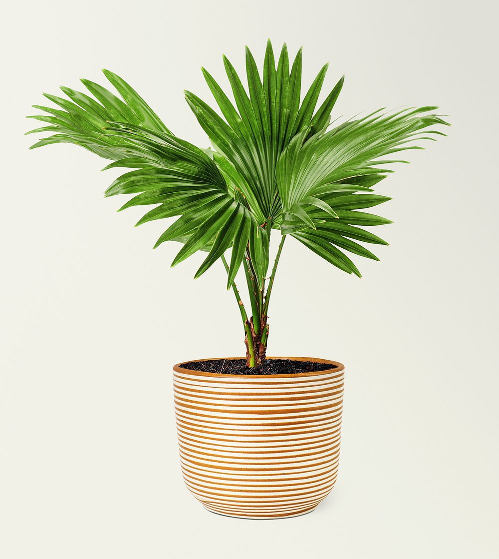 Fan palm in a striped ceramic pot