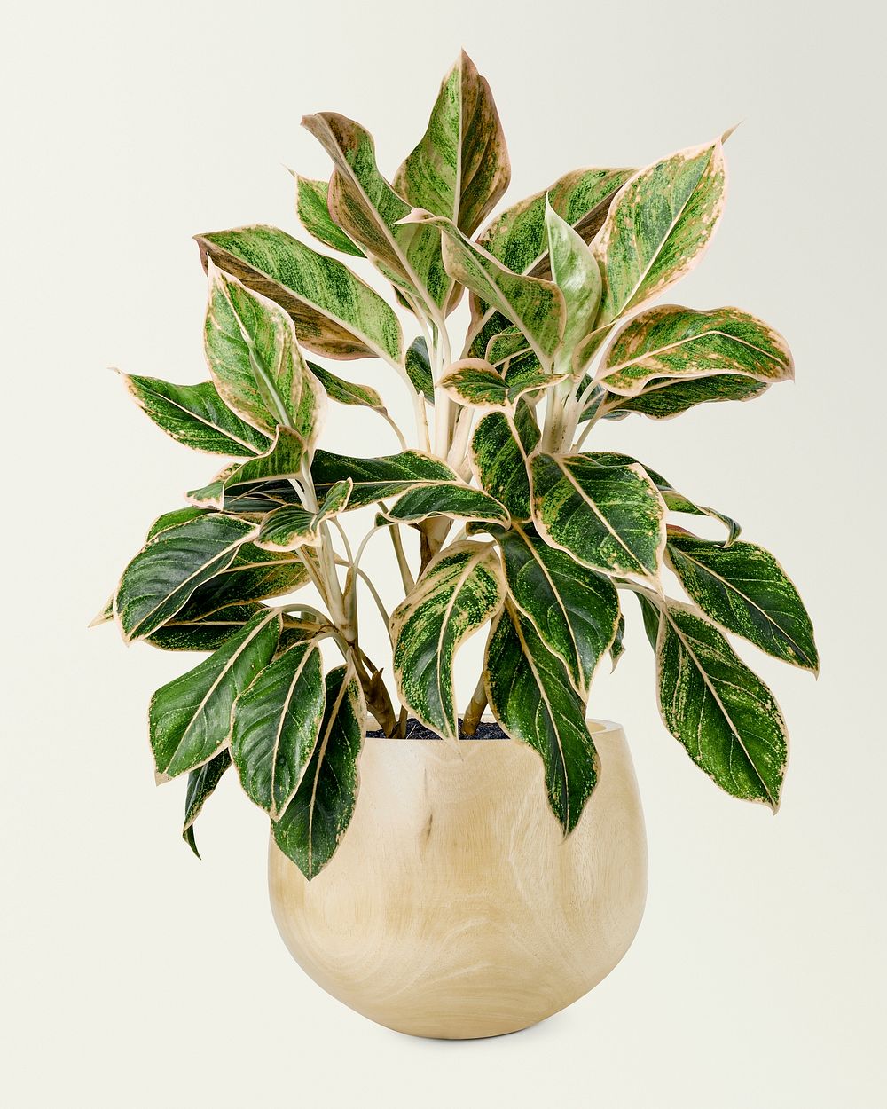 Chinese evergreen in a wooden pot