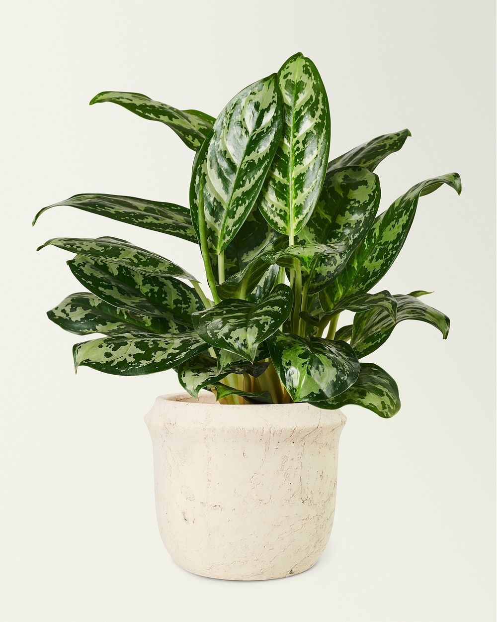 Chinese evergreen plant in a ceramic pot