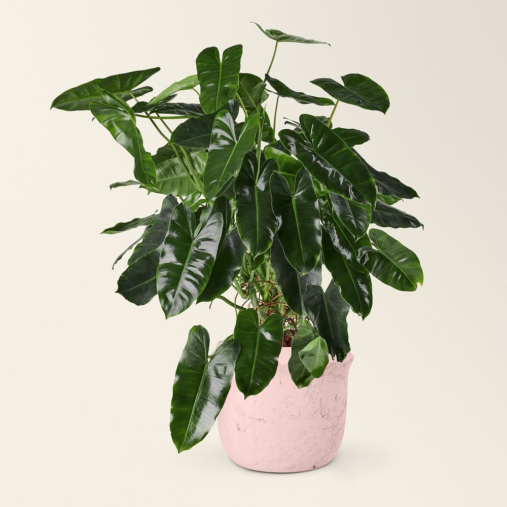 Philodendron burle marx in a ceramic pot