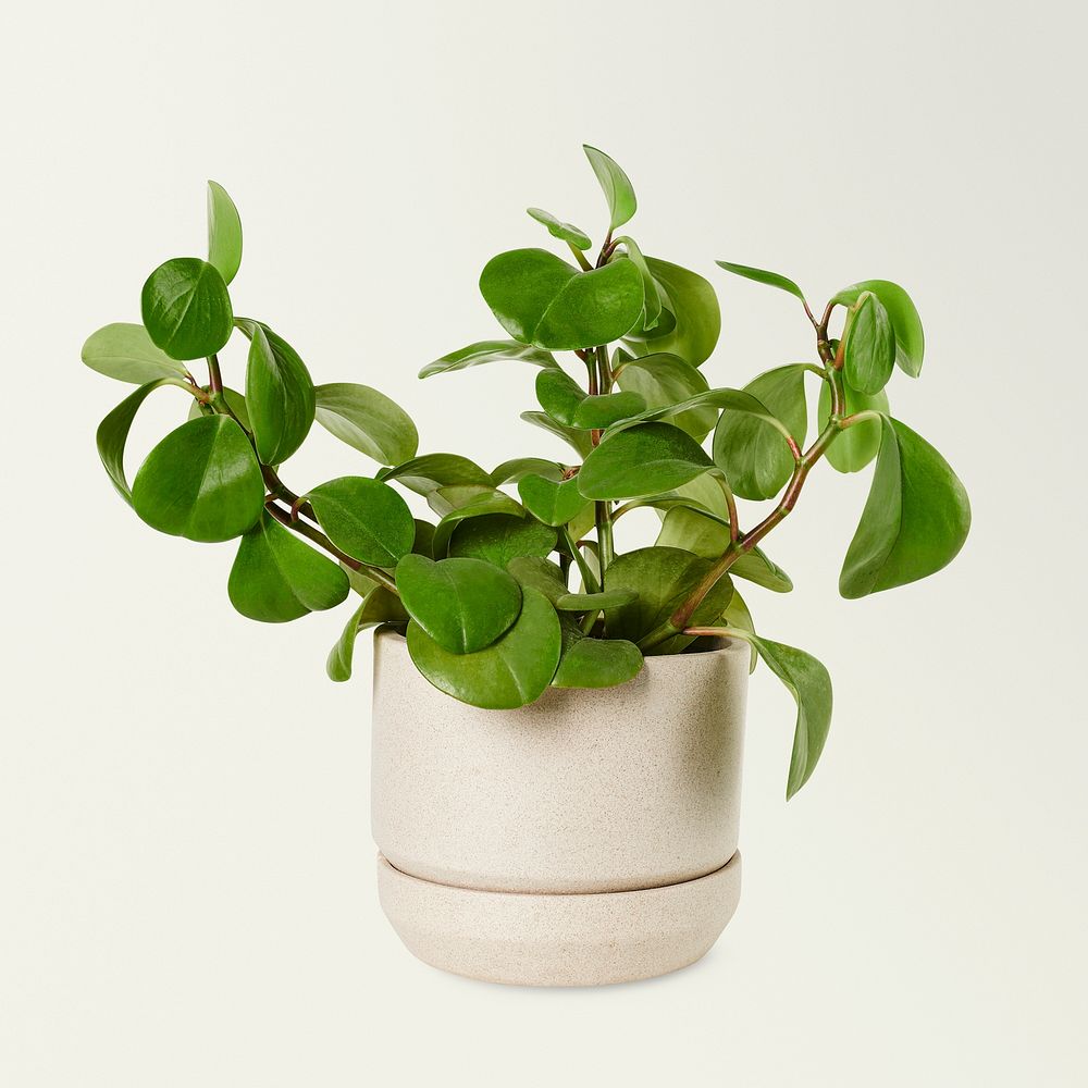 Baby rubber plant in a ceramic pot