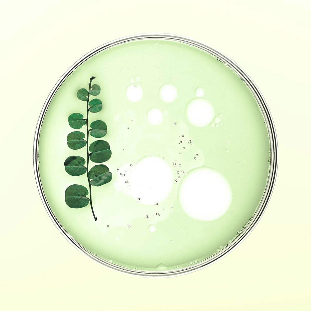 Leaf in petri dish natural product